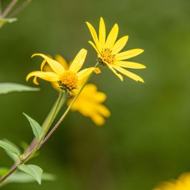 arnica y sus usos