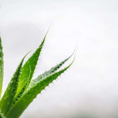 aloe-vera-propiedades