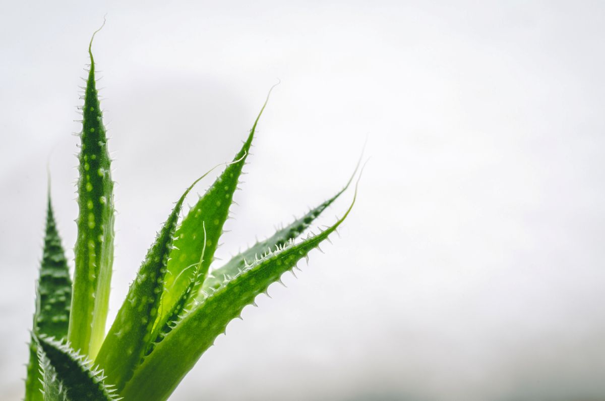 Aloe Vera: Propiedades y Beneficios - Arnidol