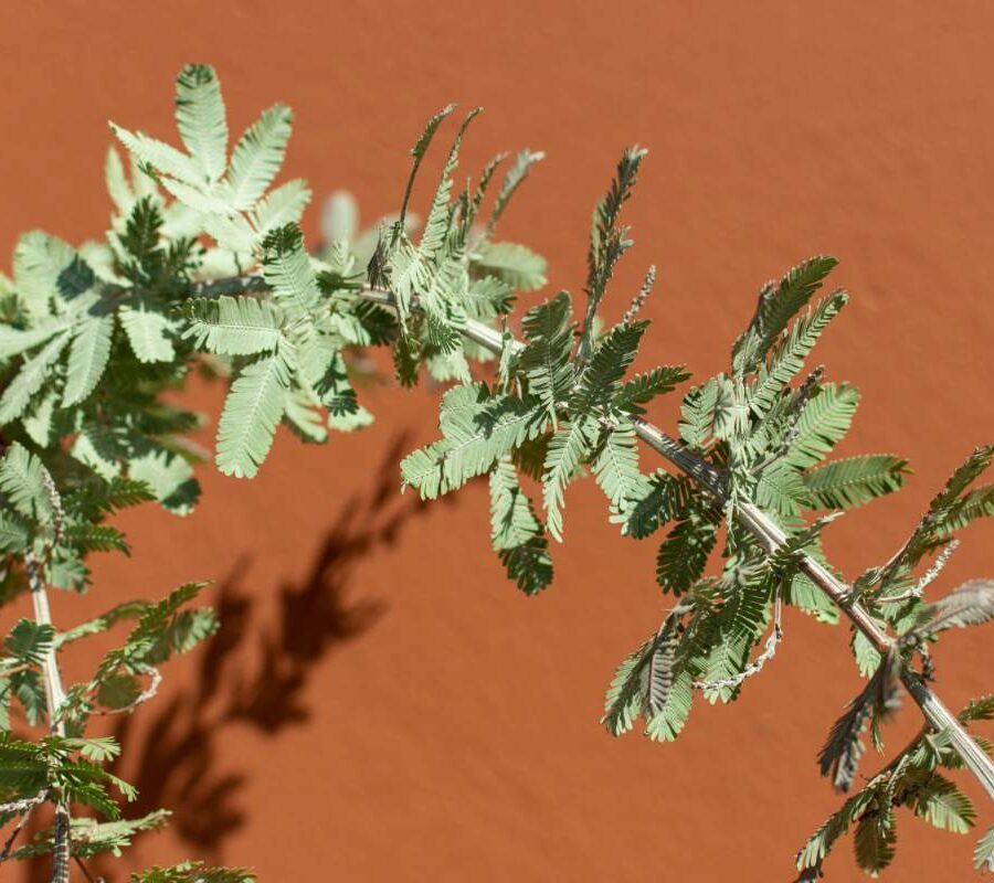 boswellia