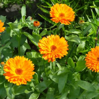calendula propiedades