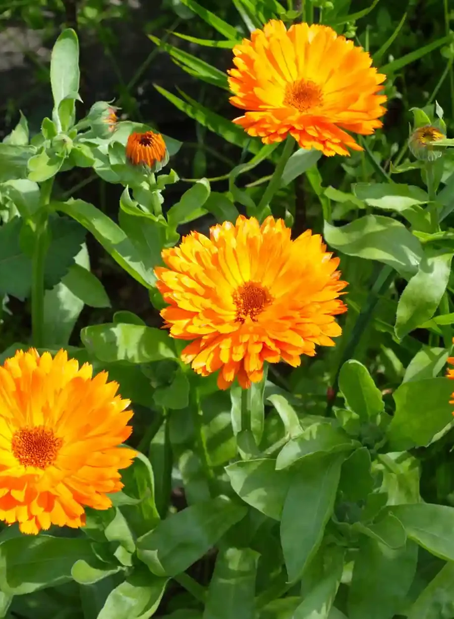 calendula propiedades